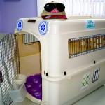 Delmon_Pets_Relocators_Bahrain_Horzn (10)